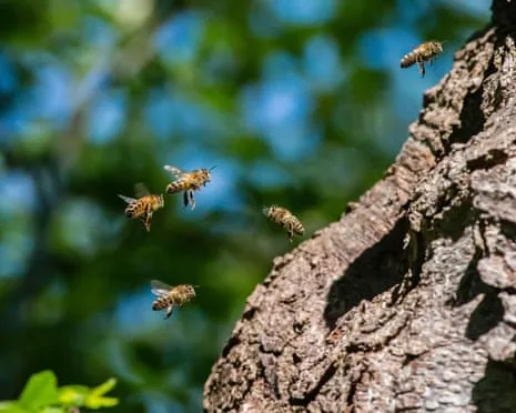 How Saving Honeybees Might Harm Other Pollinators